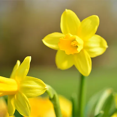 Happy St. David’s Day